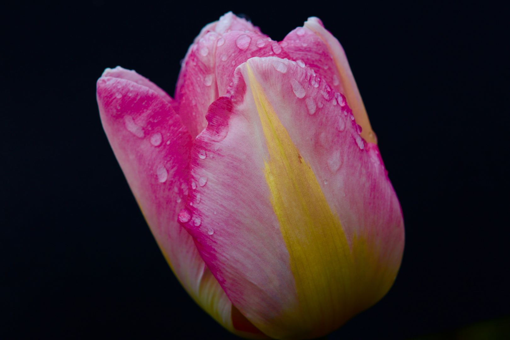 Tulpe