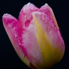 Tulpe