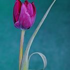 Tulpe