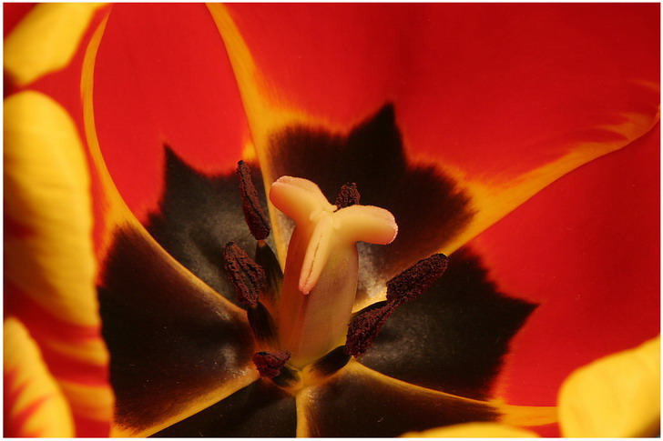 Tulpe