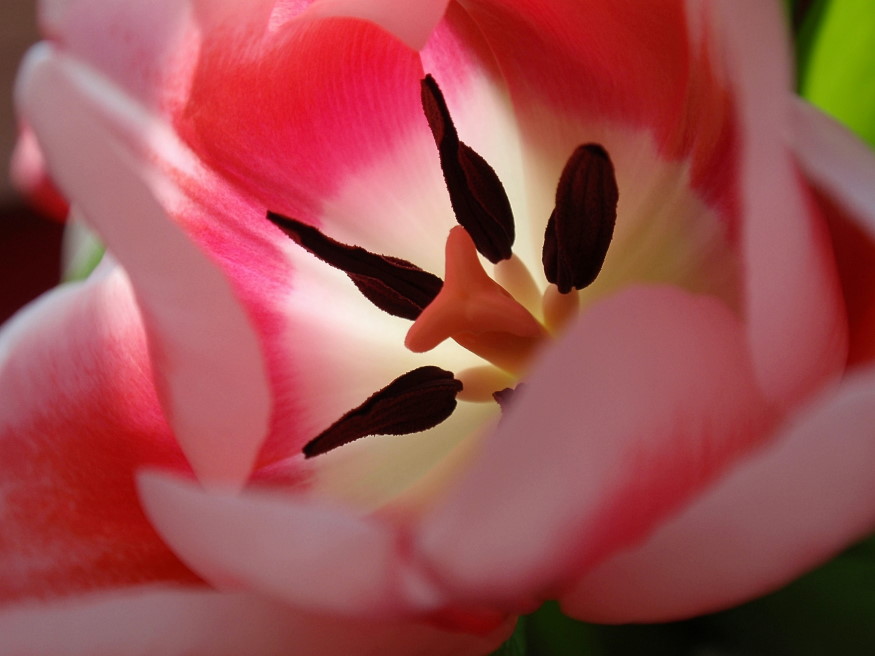 Tulpe