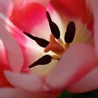 Tulpe