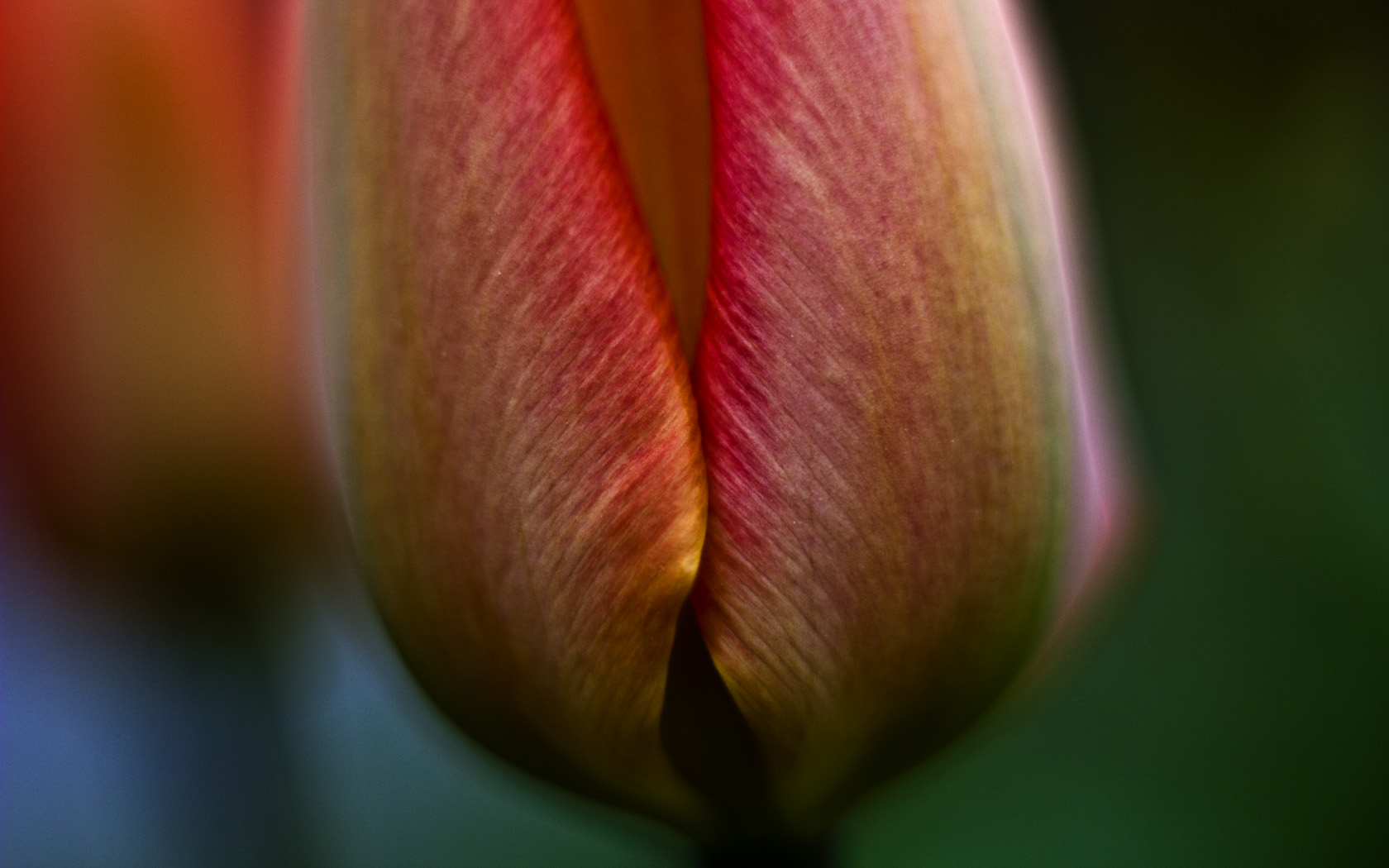 Tulpe