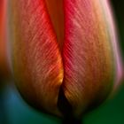 Tulpe