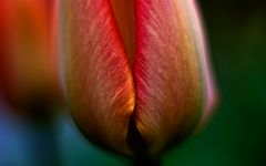 Tulpe