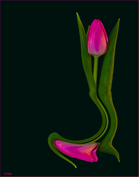 Tulpe