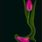 Tulpe