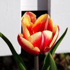 Tulpe