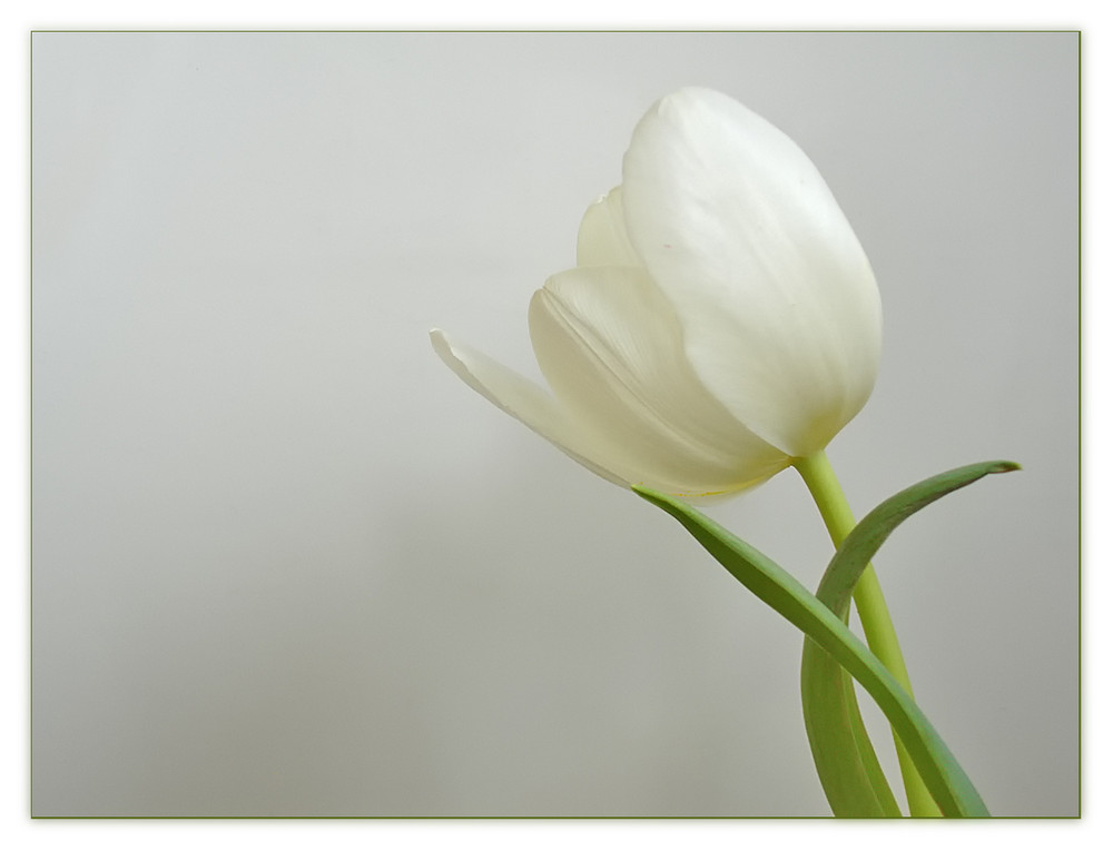 Tulpe