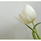 Tulpe