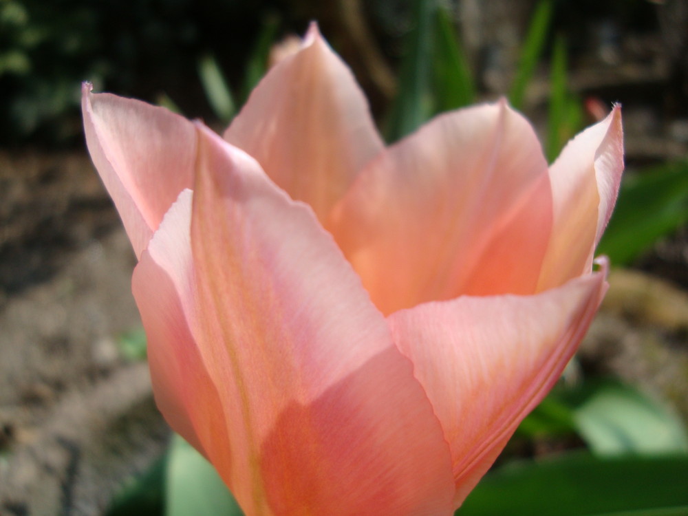 Tulpe