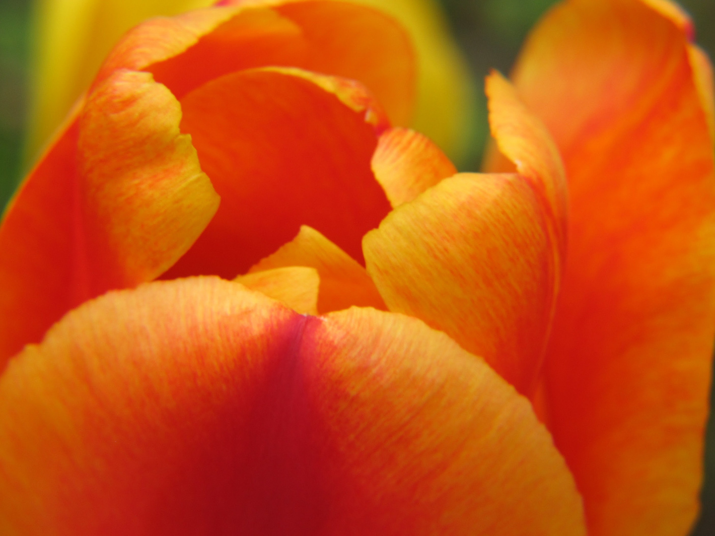 Tulpe