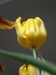 Tulpe