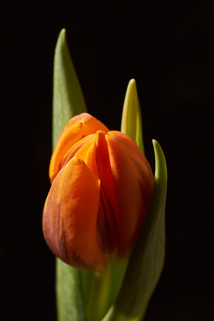 Tulpe