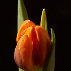 Tulpe