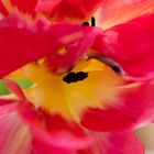 Tulpe-2371