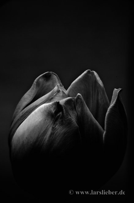 Tulpe