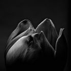 Tulpe