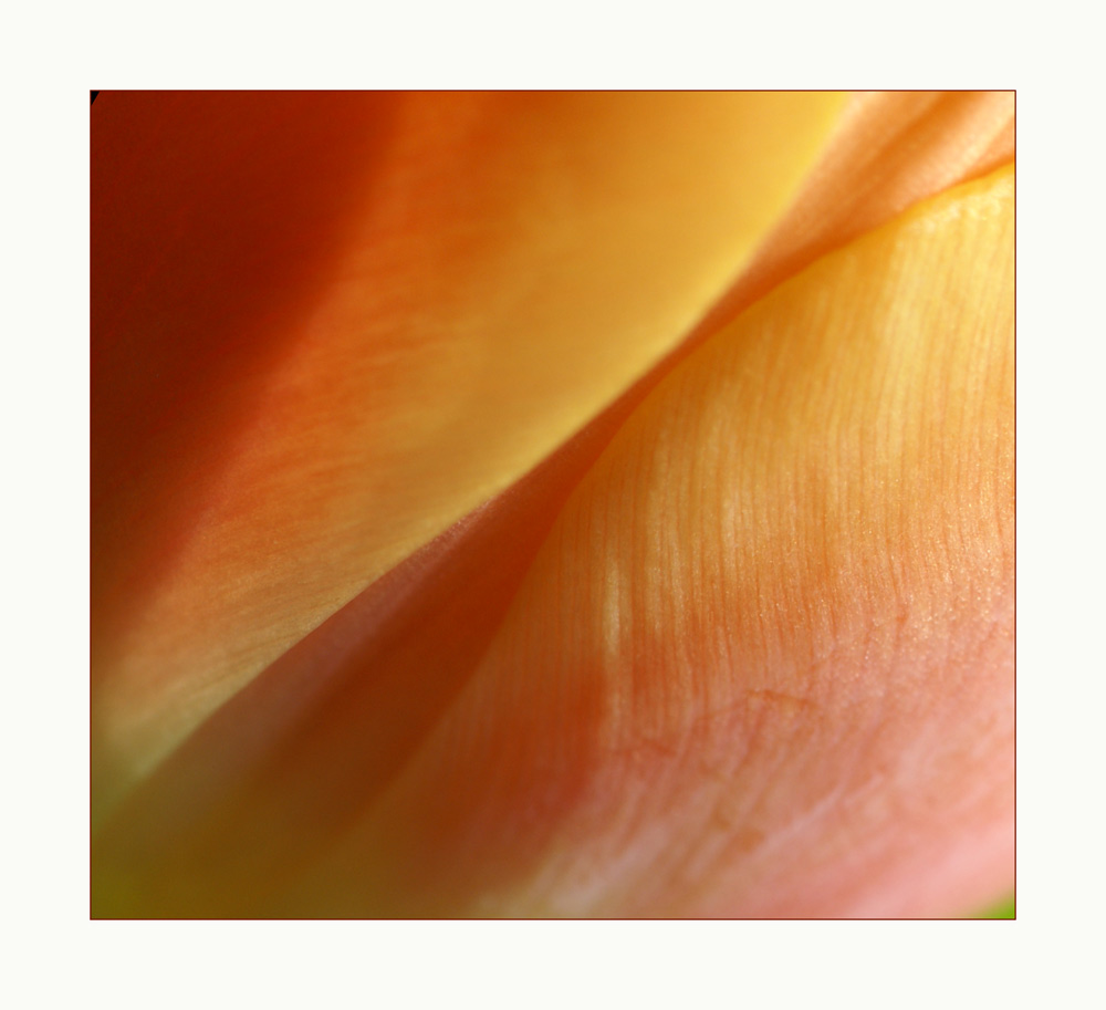 tulpe