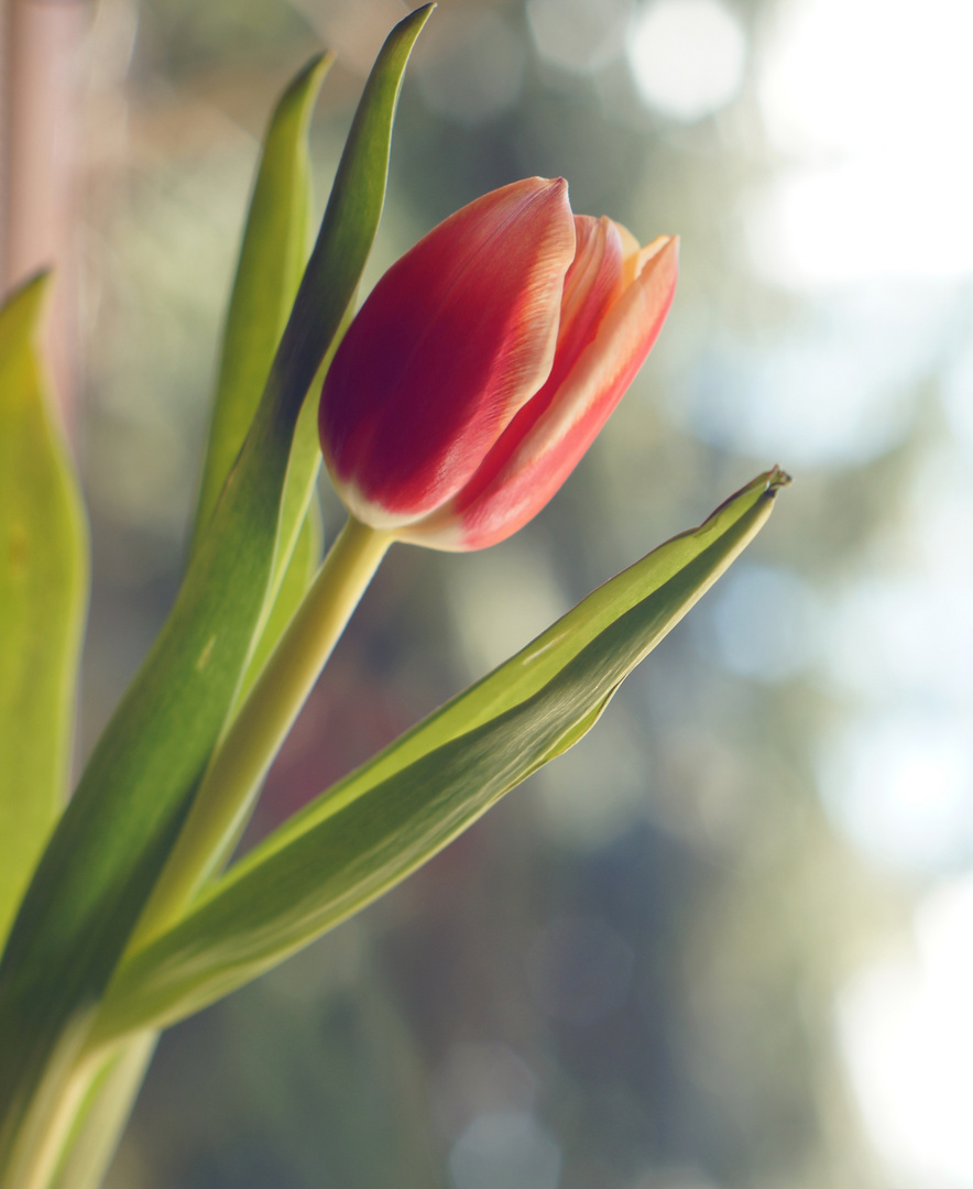 Tulpe