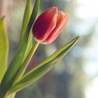 Tulpe