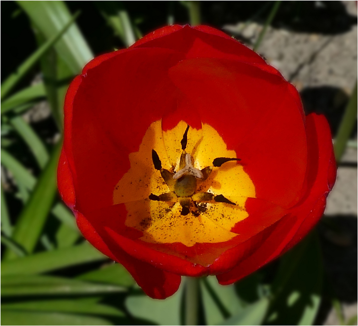 Tulpe