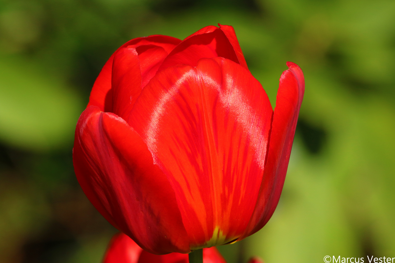 Tulpe