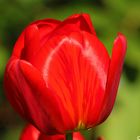 Tulpe