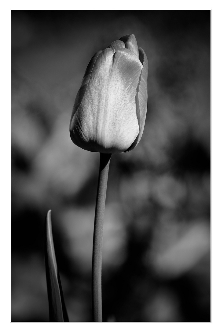 Tulpe