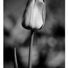 Tulpe