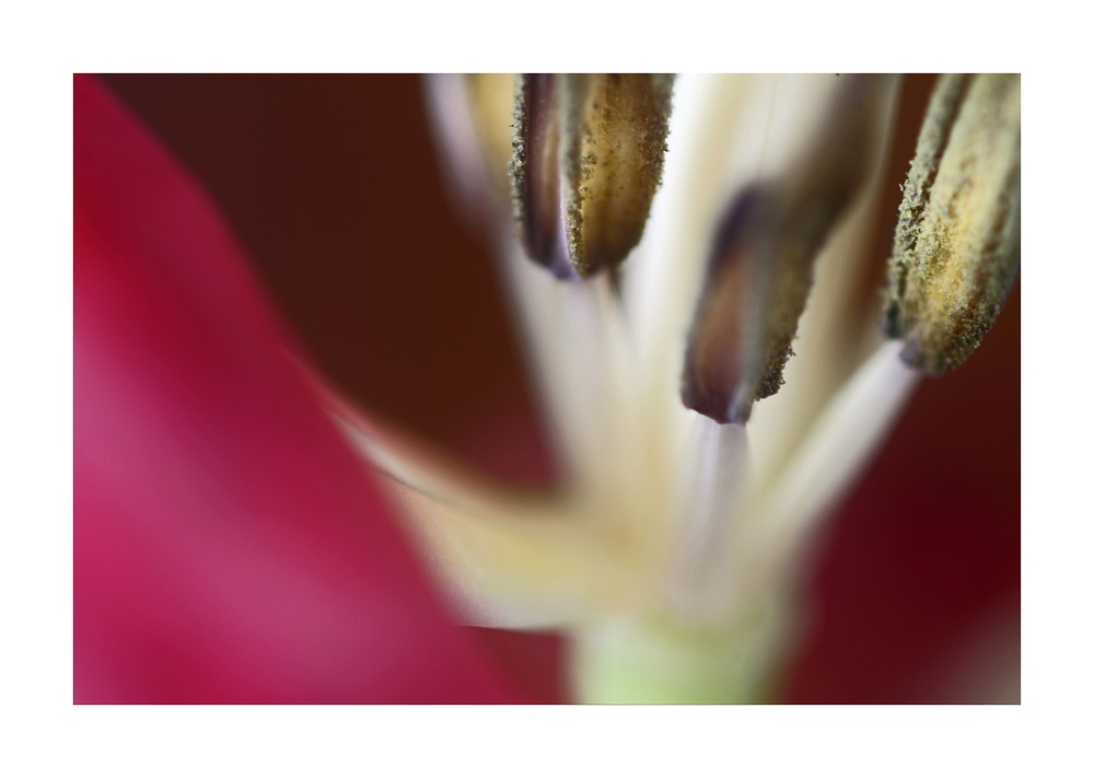 Tulpe