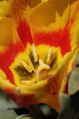 Tulpe