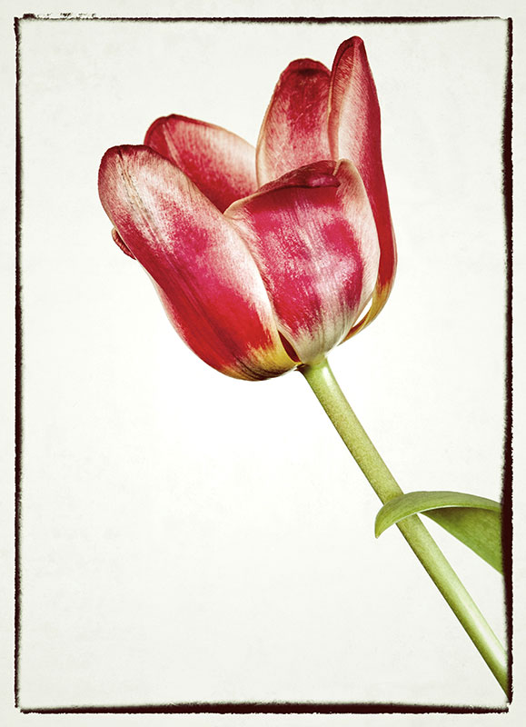 Tulpe