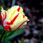 Tulpe