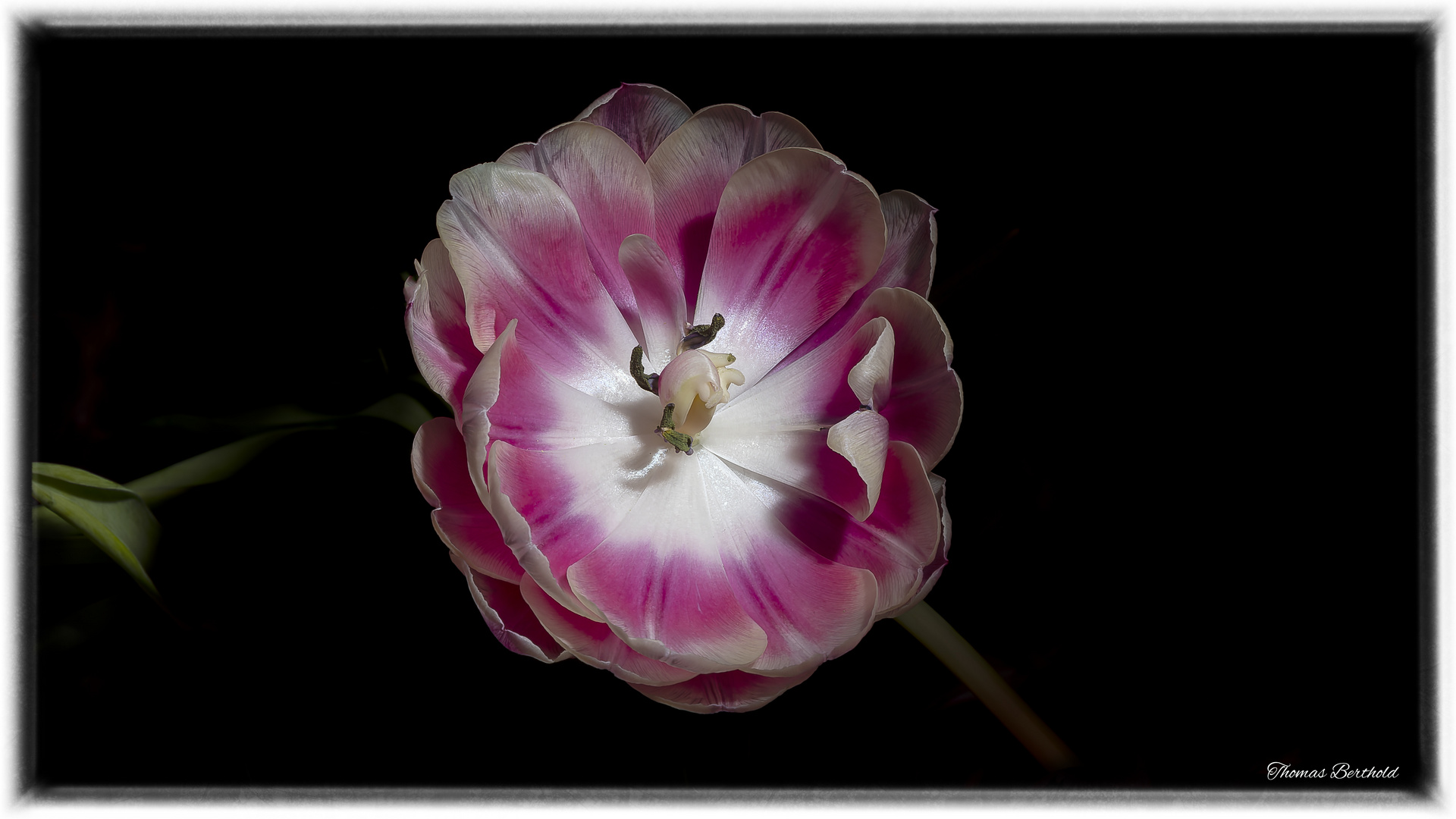 Tulpe