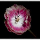 Tulpe