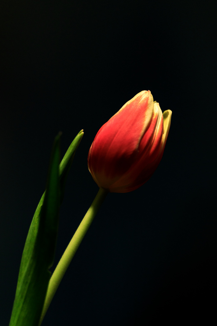 Tulpe