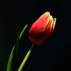 Tulpe