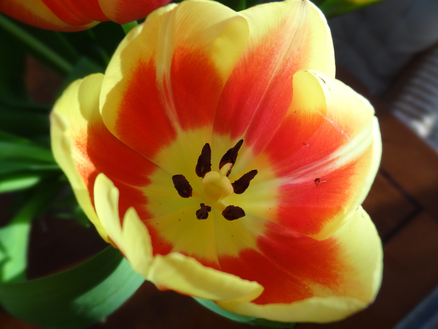 Tulpe