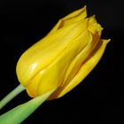 Tulpe