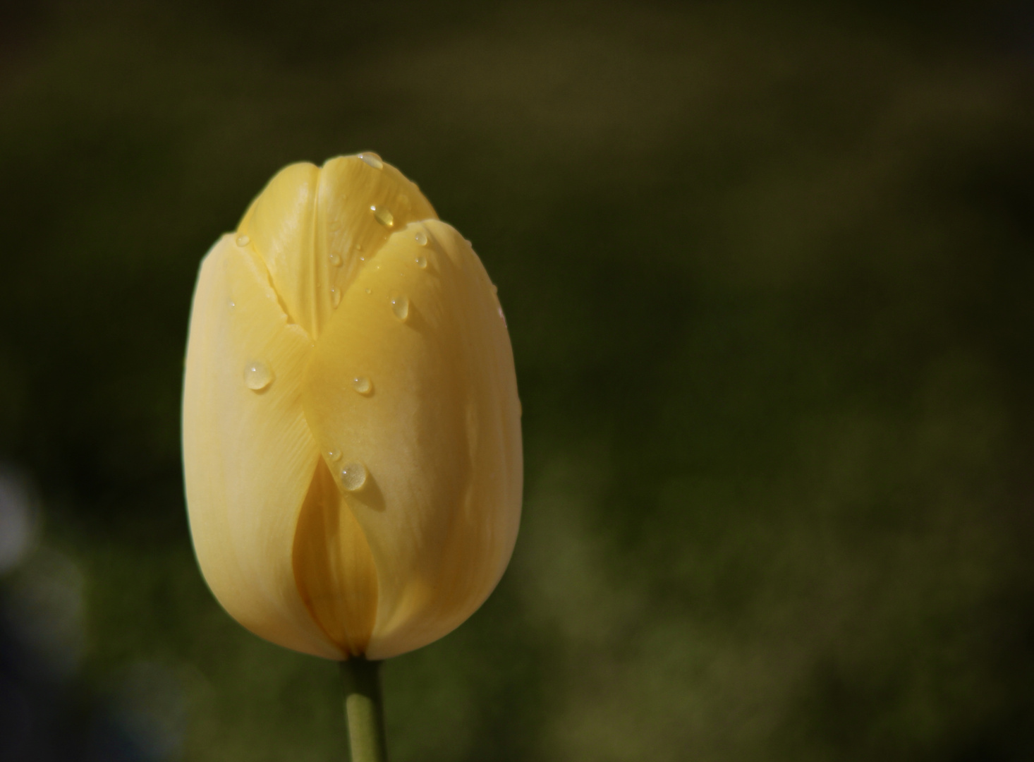 Tulpe