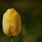 Tulpe