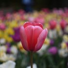 Tulpe