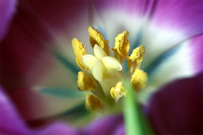 Tulpe