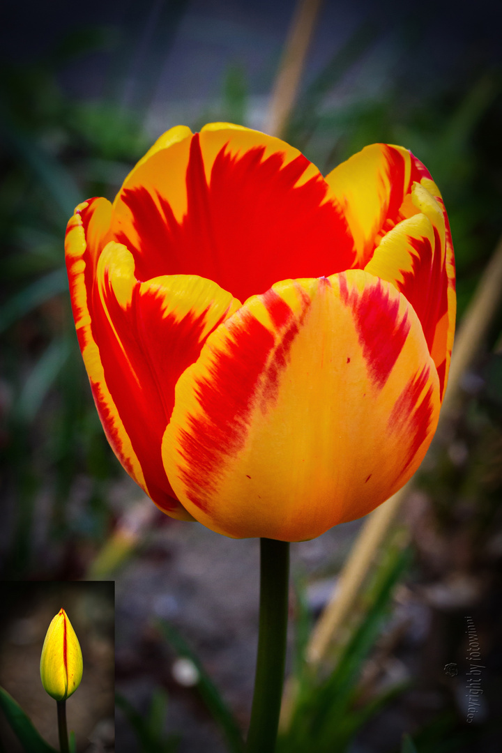 Tulpe