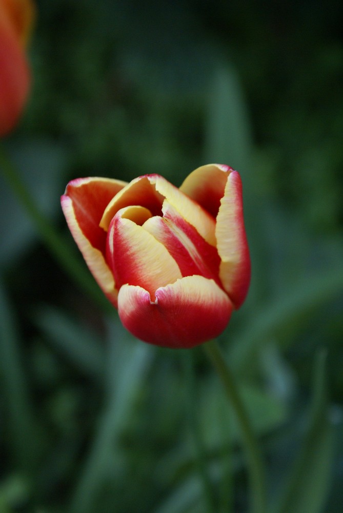 Tulpe