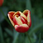 Tulpe