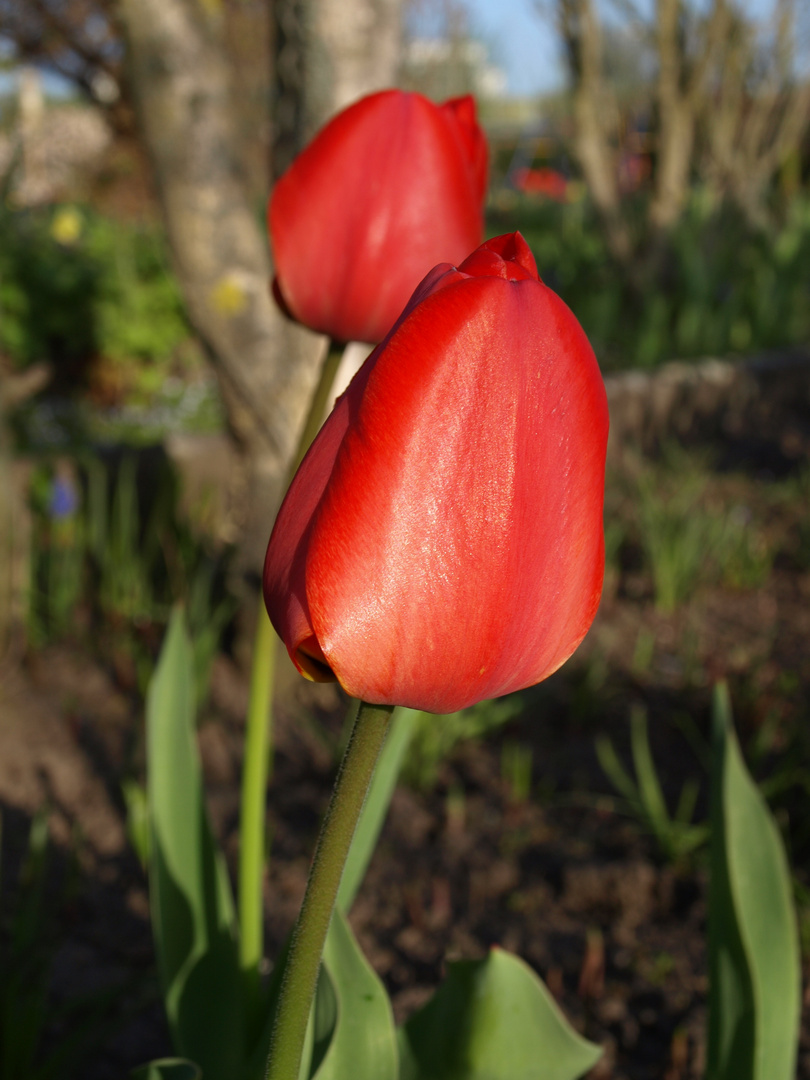 Tulpe