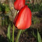 Tulpe