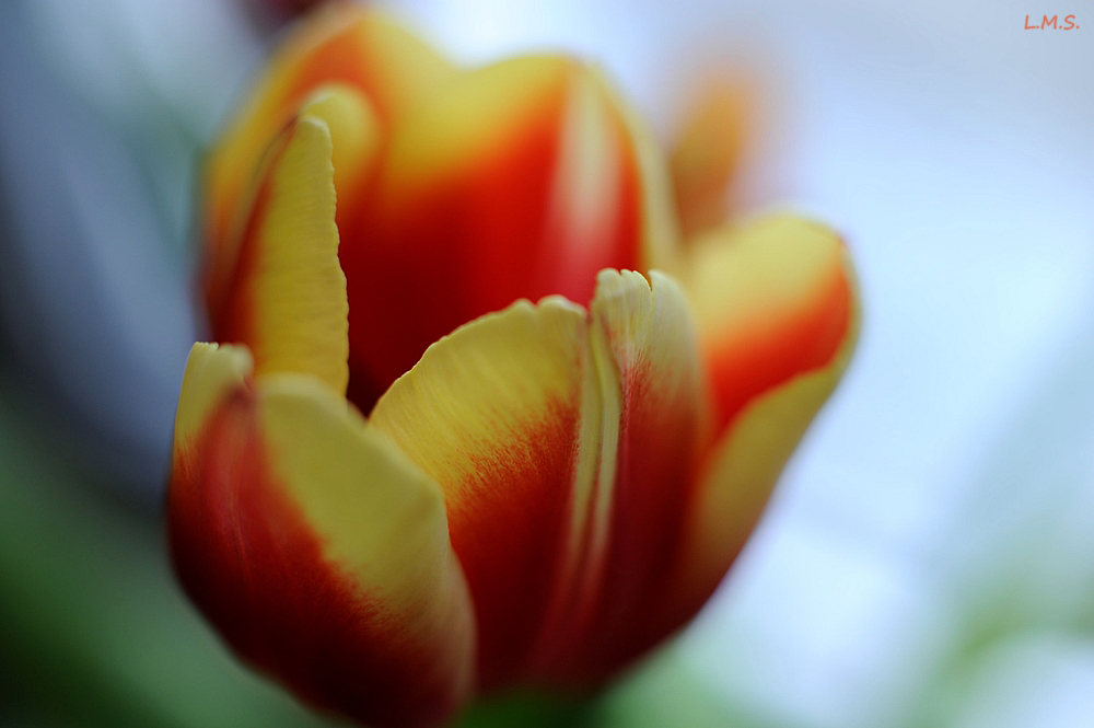 Tulpe.